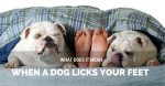 Why My Dog Lick My Feet