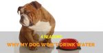 Why my Dog Wont't Drink Water