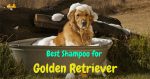 Best Shampoo for Golden Retriever