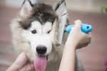 how to brush a dog