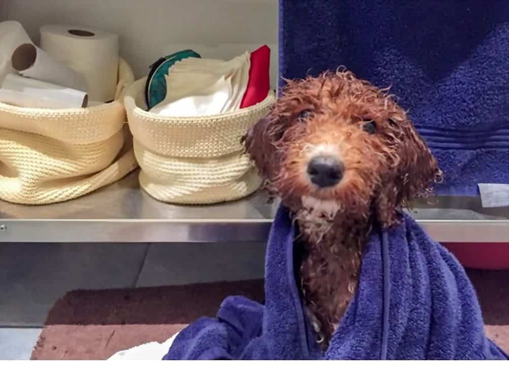 Goldendoodle with towel around her after a bath