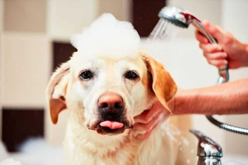 Bathing yellow Labrador Retriever in shower