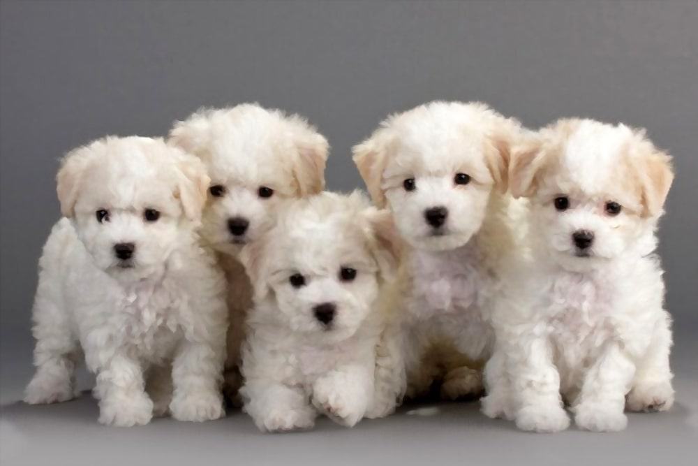 Bichon Frise puppies on a gray background