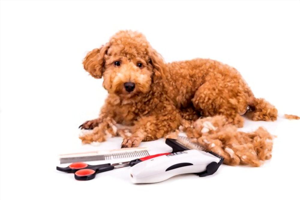 dog grooming clippers for poodles
