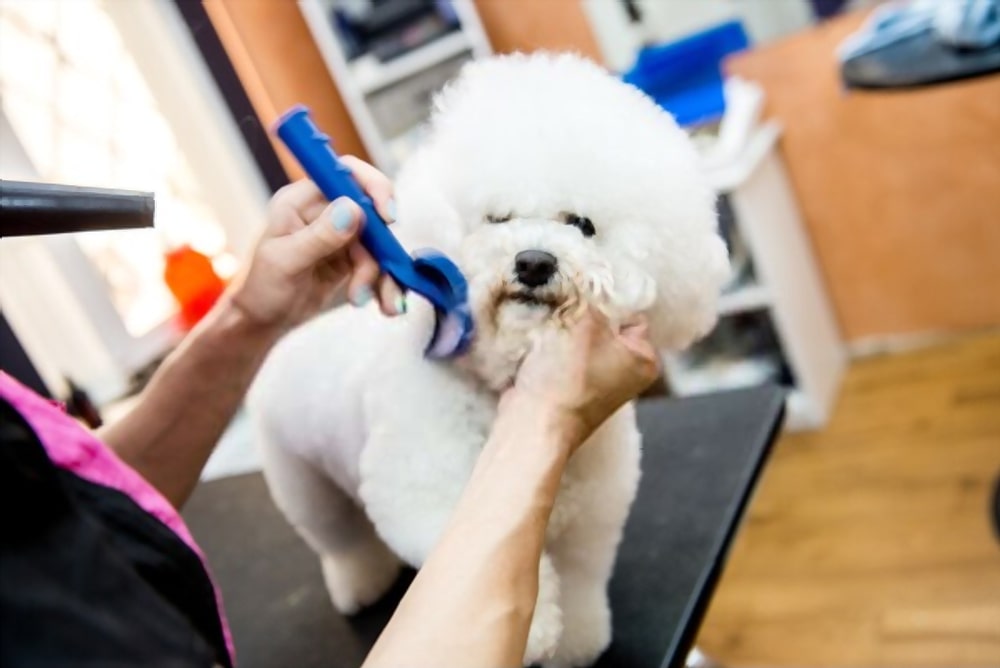 A small beautiful and adorable white bichon frise dog being groomed by a professional groomer
