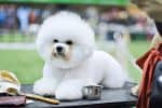 Best dog clippers for bichon frise