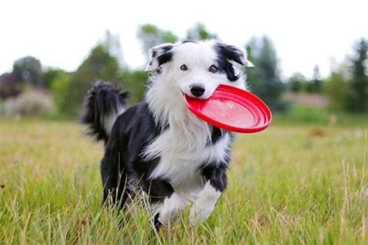 Border Collie is playing in a filed