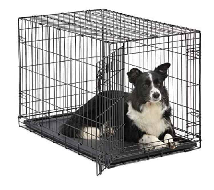 What You Need to Know About Border Collie Crate Training